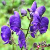 世界上最致命的树