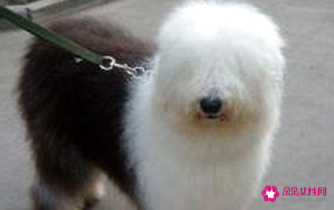 那些广告中出现的狗狗都是什么品种