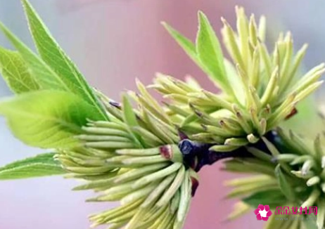 男人喝杜仲雄花壮阳吗