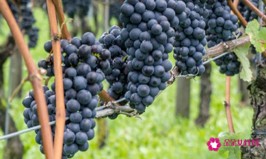 防癌效果最好的水果有哪些