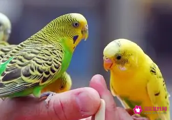 鹦鹉需要怎么养