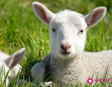 属羊女在乎一个人的表现