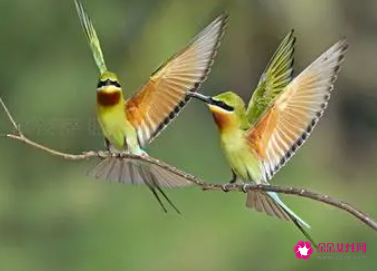 梦见色彩艳丽好看的小鸟