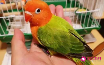 鹦鹉需要怎么养