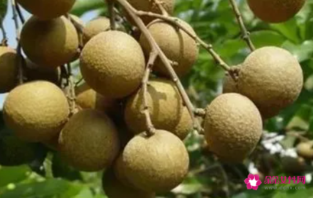 龙眼什么时候成熟