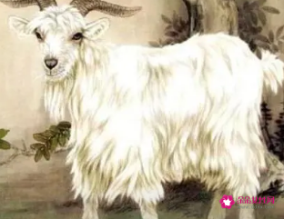 属羊男在乎一个人表现