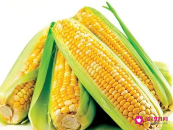 小麦和玉米哪个含糖量高