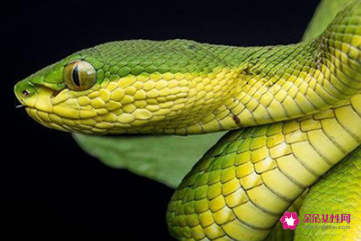 属蛇的女人的弱点