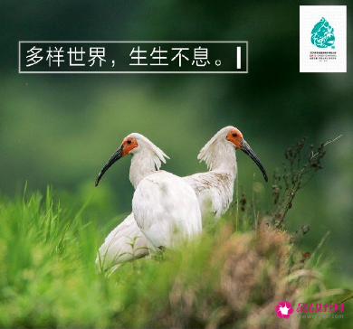 中国第一批国家公园都在哪