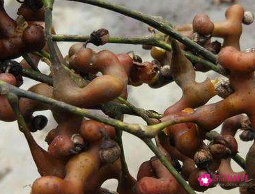 什么季节吃拐枣最香甜