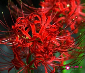 代表高贵与神秘的花