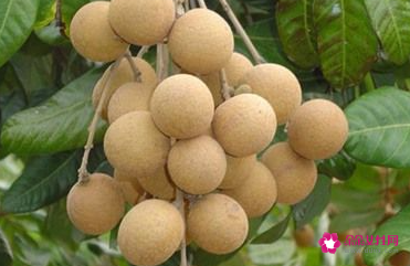 桂圆的功效与主治功能