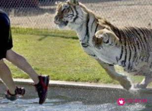 梦见家里来了老虎并打伤了老虎