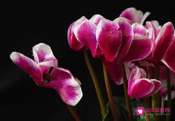 适合摆放在办公室的吉祥植物有哪些