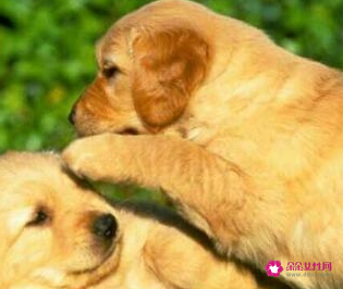 金毛狗狗起名字招财的