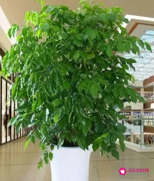 适合摆放在办公室的吉祥植物有哪些