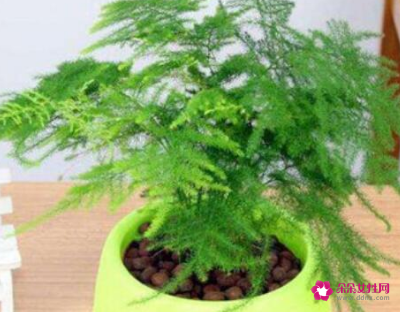 适合摆放在办公室的吉祥植物有哪些