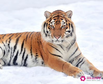 属虎的人婚配属相