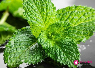 薄荷的功效与作用图片