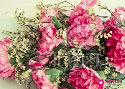 送母亲康乃馨多少朵合适