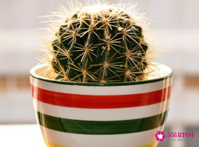 适合摆放在办公室的吉祥植物有哪些