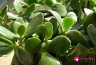 什么东西放在卧室最致癌