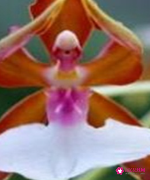 代表高贵与神秘的花