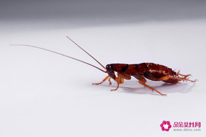 厨房有蟑螂用什么可以祛除