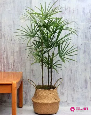 适合摆放在办公室的吉祥植物有哪些