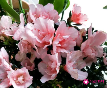 杜鹃花不开花怎么回事