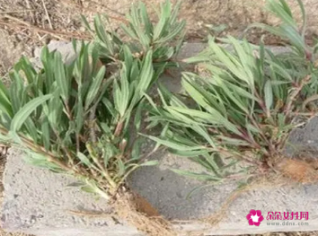 北柴胡的功效与作用