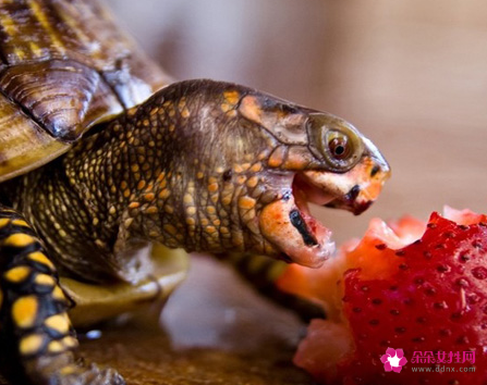 梦见乌龟代表什么寓意