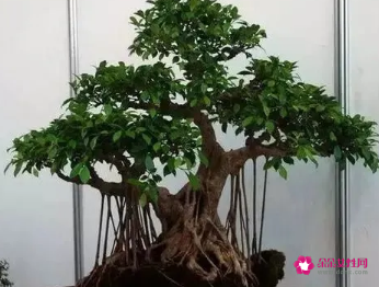 适合摆放在办公室的吉祥植物有哪些