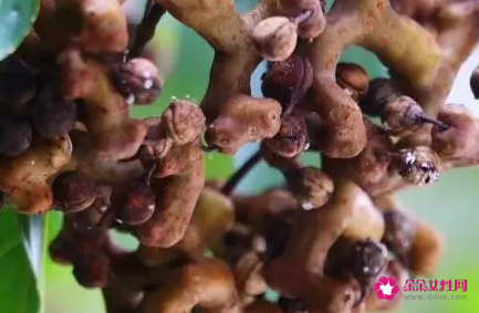 什么季节吃拐枣最香甜