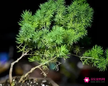 适合摆放在办公室的吉祥植物有哪些