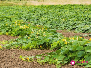 农村镇上做生意最赚钱