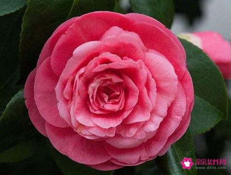 全球最漂亮罕见的花有哪些