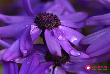 喜欢紫色的女孩性格解析