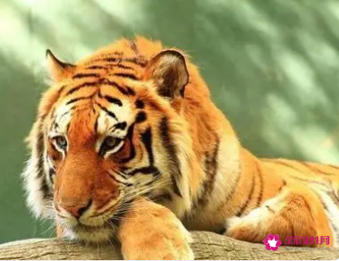 属虎的人婚配属相