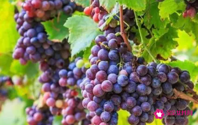 女人患卵巢癌多吃两种水果