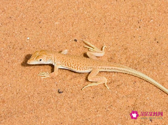 梦见壁虎在自己身上