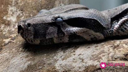 已婚女人梦见大蟒蛇咬自己