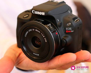 佳能EOS100D深度解析之绽放的花朵