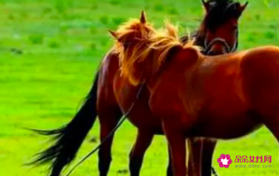 2022年属马的每月运势