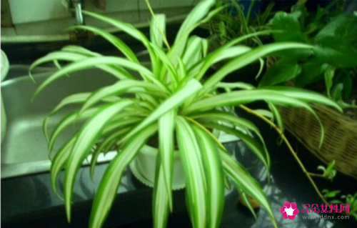 金心吊兰和金边吊兰风水区别