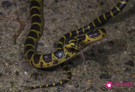 梦见很多蛇是什么征兆