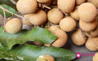 桂圆的功效与主治功能