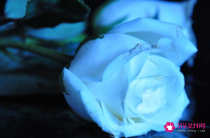 碎冰蓝玫瑰不能随便送人