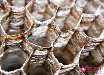 蜂窝泡酒的作用与功效