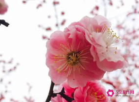 命带桃花煞的女人不会幸福吗